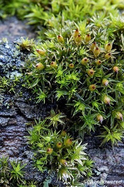 Plant form with wet leaves and capsules
